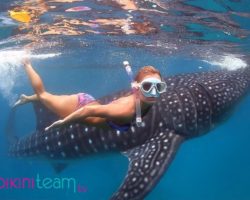Models Swimming with Whale Sharks in Oslob Cebu Philippines [HD]